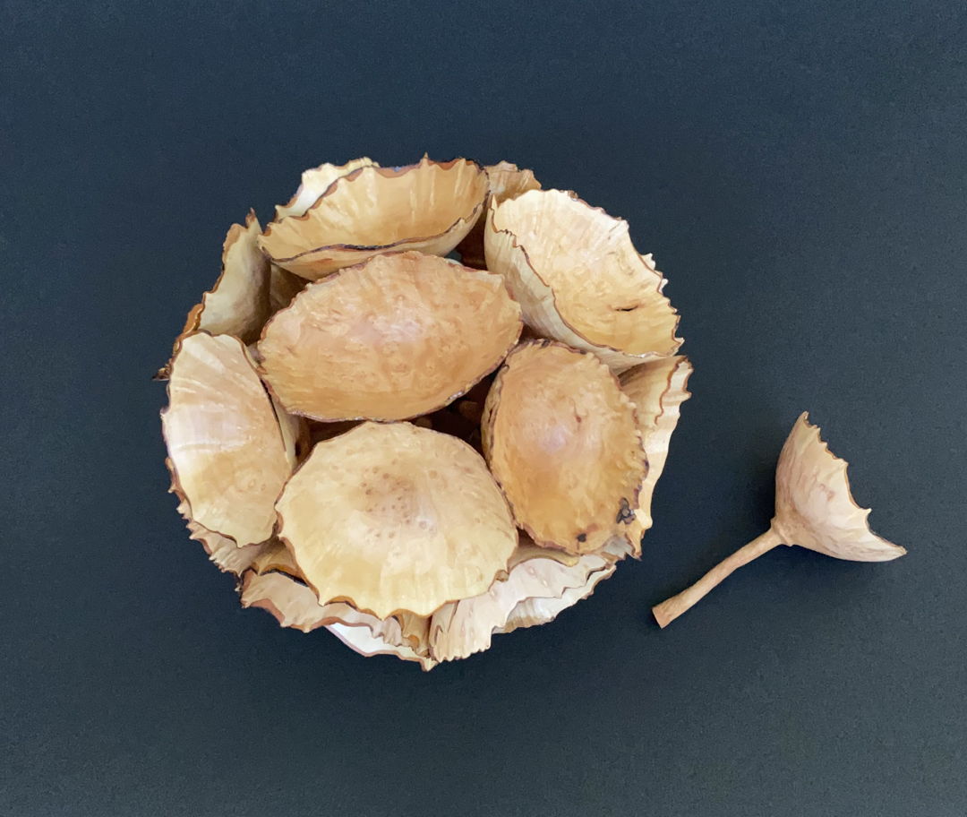 A grouping of lathe-turned Madrone "blossoms" make up this sculpture. Worked from freshly cut wood; they are then allowed to wrinkle and become more naturalistic. All held together and stand on its own or upon a snake wood stand. An extra floret is included to explore. Will be selling these for $95 each.
