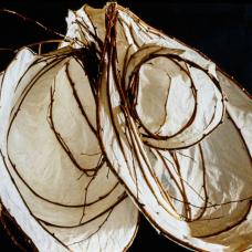Paper and Vine
