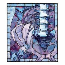 One of the Anatomical stained glass windows showing pelvis and spine. Partially from Henry Gray.