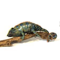 Leather and bead creature inspired by Panther Chameleons on a wood sculpture. Wire armature  glass eyes  black leather with added patina  and meticulous dot painting. 