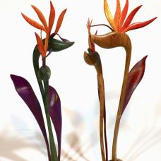 Hand Carved Hand Sanded Sculptures in domestic and imported hardwoods Priced as individuals