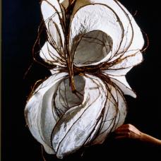 Paper and Vine